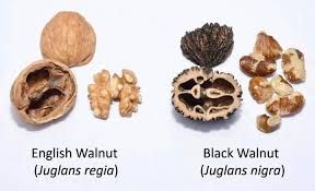 Black Walnut Hull vs Black Walnut Nut: Why the Plant Part Matters Black Walnut Hull vs Black Walnut Nut: Why the Plant Part Matters